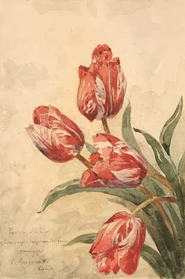 Tulipani rosa * - Gregorietti Salvatore